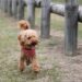 The Ultimate Playtime Wonder: Dog Toy Ball in a Ball!