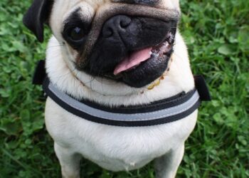Unleash Your Dog’s Potential: The Ultimate Guide to Rope Dog Leashes