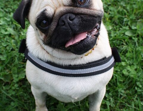 Unleash Your Dog’s Potential: The Ultimate Guide to Rope Dog Leashes