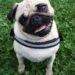 Unleash Your Dog’s Potential: The Ultimate Guide to Rope Dog Leashes