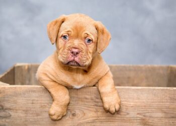 Top 10 Low-Maintenance Apartment Dogs: Perfect Companions for Busy Lives
