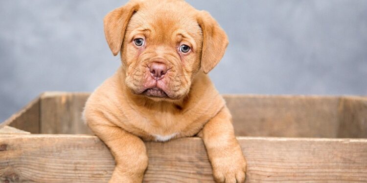 Top 10 Low-Maintenance Apartment Dogs: Perfect Companions for Busy Lives
