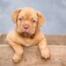 Top 10 Low-Maintenance Apartment Dogs: Perfect Companions for Busy Lives