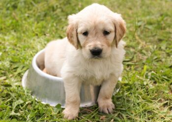 Top 10 Medium-Sized Breeds: The Best Apartment Dogs for Your Home