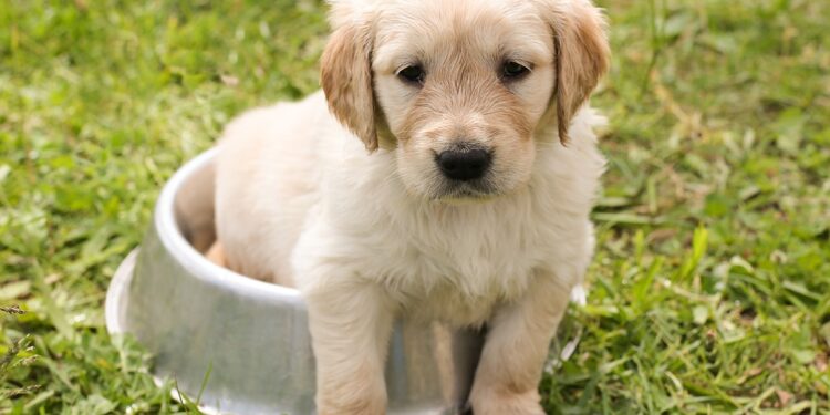 Top 10 Medium-Sized Breeds: The Best Apartment Dogs for Your Home