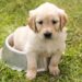 Top 10 Medium-Sized Breeds: The Best Apartment Dogs for Your Home