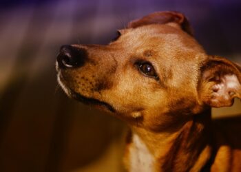 Kid-Friendly Companions: The Best Small Hypoallergenic Dogs for Families