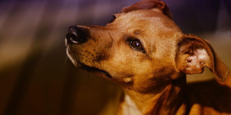 Kid-Friendly Companions: The Best Small Hypoallergenic Dogs for Families