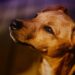 Kid-Friendly Companions: The Best Small Hypoallergenic Dogs for Families