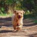 Top 10 Apartment-Friendly Dogs: Perfect Companions for Solo Living
