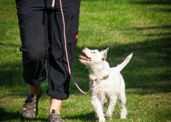 Mastering Manners: Top Dog Training Classes Near You