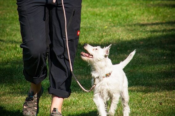 Mastering Manners: Top Dog Training Classes Near You