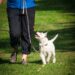 Mastering Manners: Top Dog Training Classes Near You