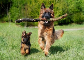 Palate-Pleasing Picks: The Top Dog Foods for Finicky Eaters