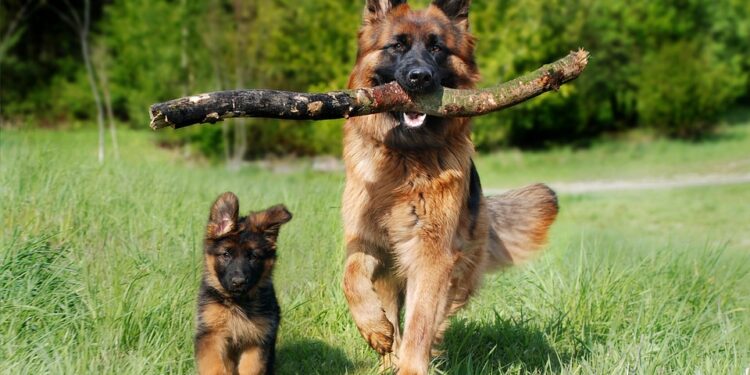 Palate-Pleasing Picks: The Top Dog Foods for Finicky Eaters