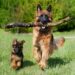 Palate-Pleasing Picks: The Top Dog Foods for Finicky Eaters