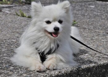 Unleash the Potential: The Power of Proper Leash Training for Your Pup
