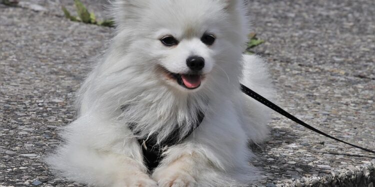 Unleash the Potential: The Power of Proper Leash Training for Your Pup