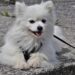 Unleash the Potential: The Power of Proper Leash Training for Your Pup