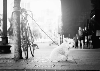 Unleashing the Power of Positive Dog Training: Mastering the Leash with Your Canine Companion