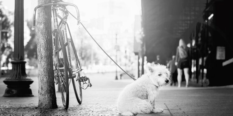Unleashing the Power of Positive Dog Training: Mastering the Leash with Your Canine Companion