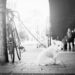 Unleashing the Power of Positive Dog Training: Mastering the Leash with Your Canine Companion