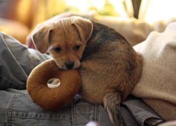 Paws and Play: The Ultimate Guide to Outdoor Dog Toys for Happy Hounds