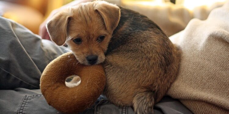 Paws and Play: The Ultimate Guide to Outdoor Dog Toys for Happy Hounds