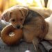 Paws and Play: The Ultimate Guide to Outdoor Dog Toys for Happy Hounds