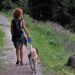 Unleash the Possibilities: The Ultimate Guide to Retractable Leashes