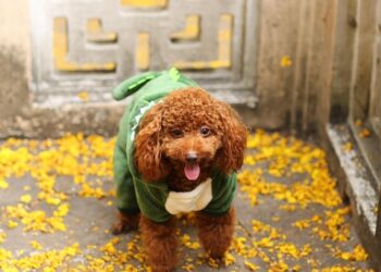 Pint-Sized Pup Fashion: Dressing Your Small Dog in Style