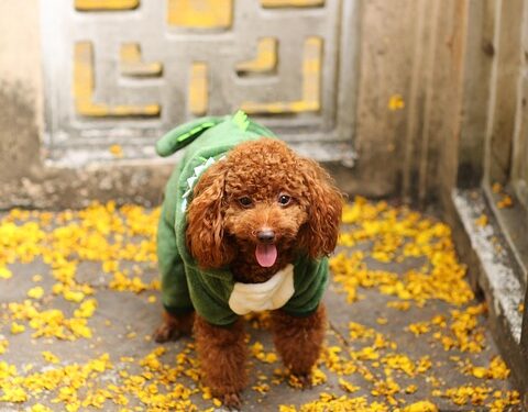 Pint-Sized Pup Fashion: Dressing Your Small Dog in Style