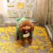Pint-Sized Pup Fashion: Dressing Your Small Dog in Style