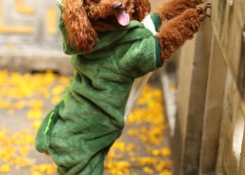 The Perfect Fit: Stylish Small Dog Jumpers for Every Pint-Sized Pup