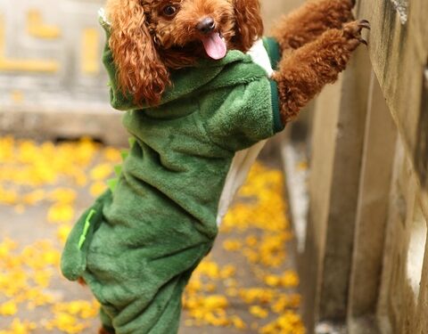 The Perfect Fit: Stylish Small Dog Jumpers for Every Pint-Sized Pup