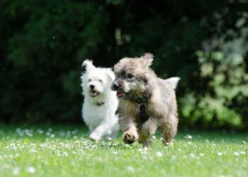 Silent and Snuggly: The Best Small Hypoallergenic Dogs for Quiet Companionship