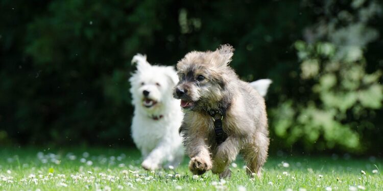 Silent and Snuggly: The Best Small Hypoallergenic Dogs for Quiet Companionship