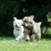 Silent and Snuggly: The Best Small Hypoallergenic Dogs for Quiet Companionship