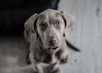 Healthy Hounds: The Ultimate Guide to Weight Loss and Joint Health through Nutrition