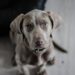 Healthy Hounds: The Ultimate Guide to Weight Loss and Joint Health through Nutrition