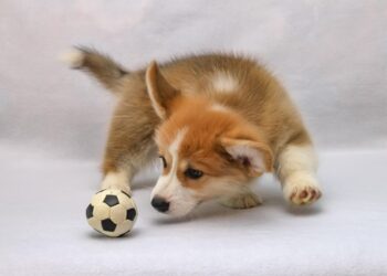 Unleash the Fun: The Top Outdoor Dog Toys for Active Pups!