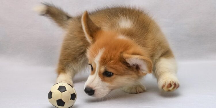 Unleash the Fun: The Top Outdoor Dog Toys for Active Pups!