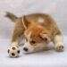 Unleash the Fun: The Top Outdoor Dog Toys for Active Pups!