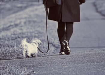 Stop the Tug of War: The Ultimate No-Pull Leash Solution