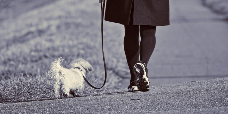 Stop the Tug of War: The Ultimate No-Pull Leash Solution