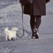 Stop the Tug of War: The Ultimate No-Pull Leash Solution