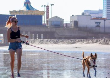 The Ultimate Guide to the Best Dog Leashes: Keeping Your Pup Safe and Stylish
