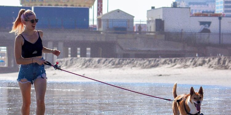 The Ultimate Guide to the Best Dog Leashes: Keeping Your Pup Safe and Stylish