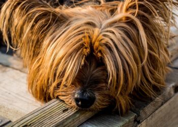 Quiet Companions: Discovering the Best Small Hypoallergenic Dogs for a Peaceful Home