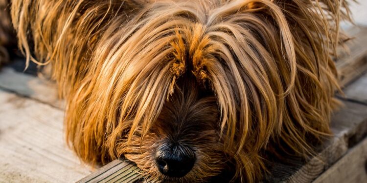 Quiet Companions: Discovering the Best Small Hypoallergenic Dogs for a Peaceful Home